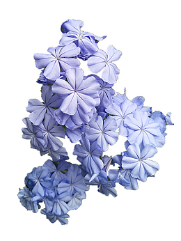 紫蓝色的花朵
