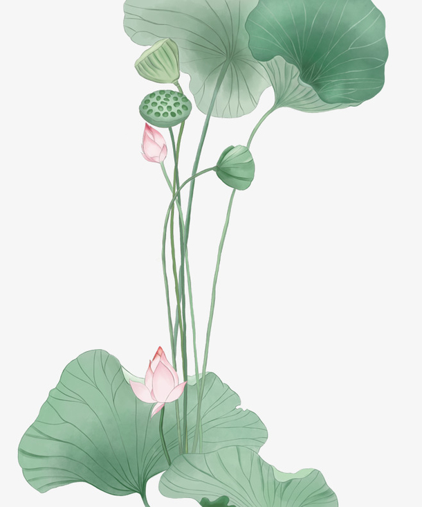 荷花荷叶png素材免费下载_觅元素