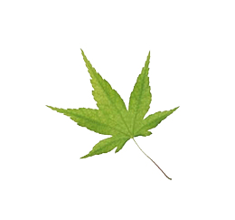 一片绿色树叶素材13
