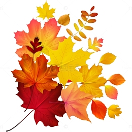 秋天的红色枫叶7