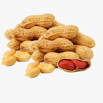 生花生米素材_生花生米图片元素-觅元素