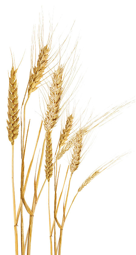 金黄的小麦丰收