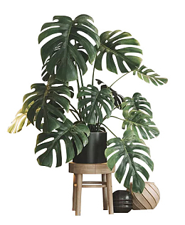 植物家居生活4