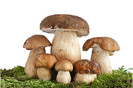 牛肝菌野生菌 一窝菌子