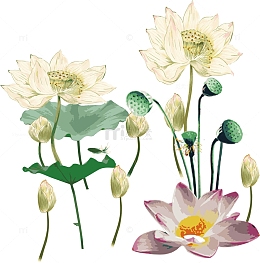 荷花工笔画素材