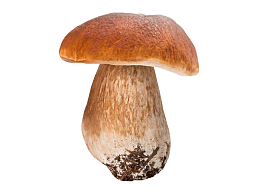 牛肝菌 野生菌 菌子