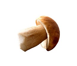 新鲜菌子 野生菌 牛肝菌