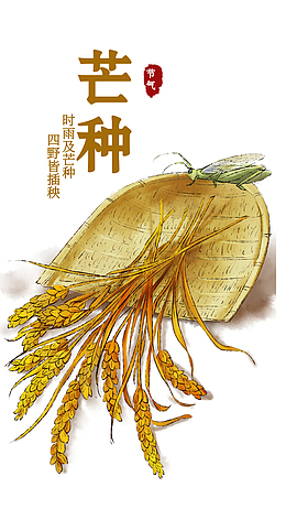 芒种农作物知了