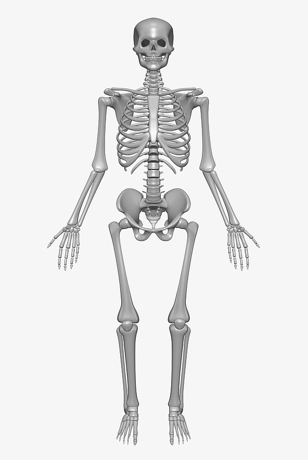 人体骨骼构造