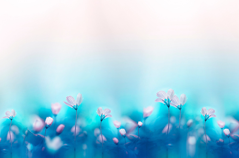 蓝色底粉色的花