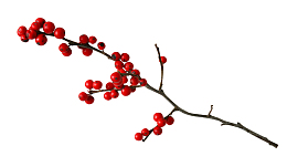 红色小果子，水果
