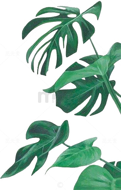INS风绿色植物