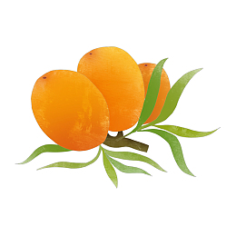 沙棘果沙棘果实免扣