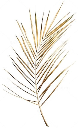 金叶子细长素材png