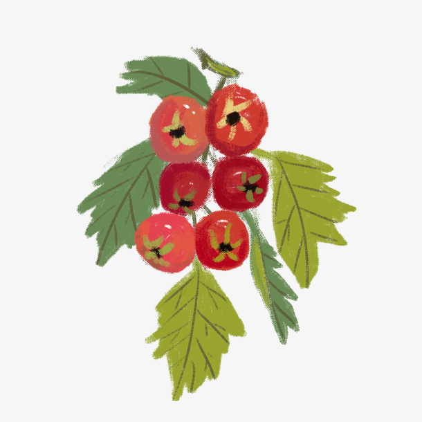 山楂树上上山楂果