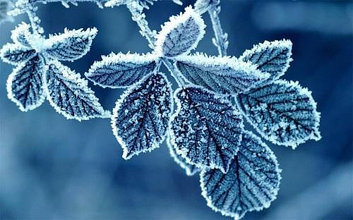 霜降节气枝叶植物元素