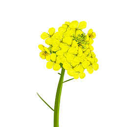黄橙橙的油菜花