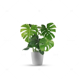 龟背竹绿植盆栽