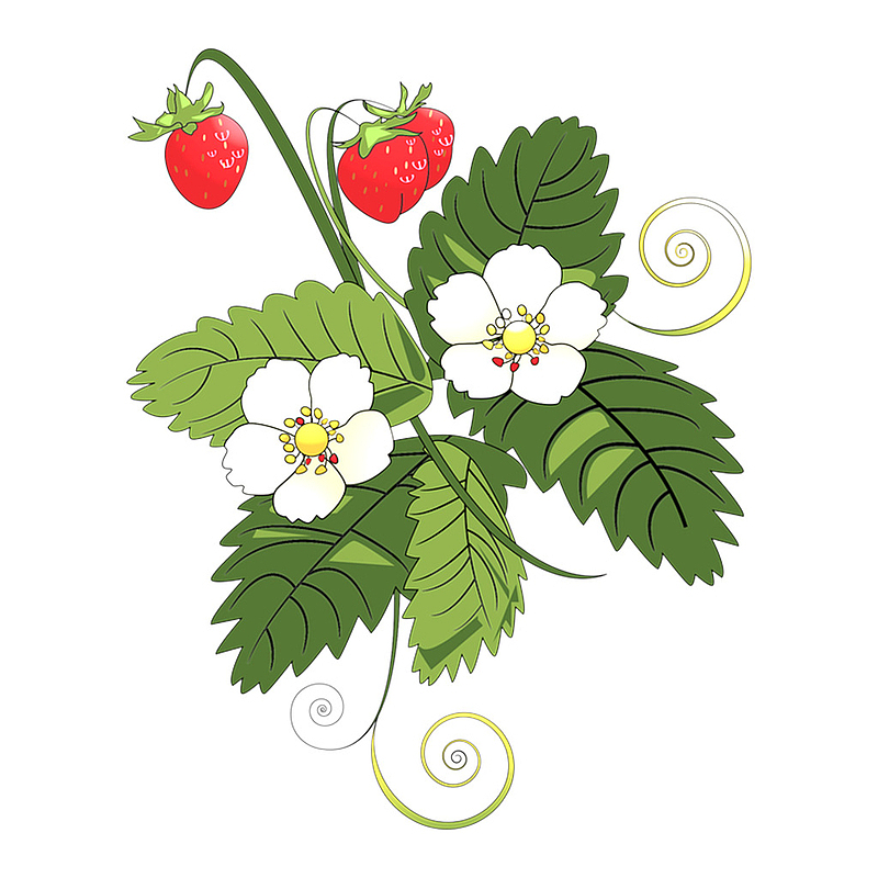 手绘水彩草莓透明