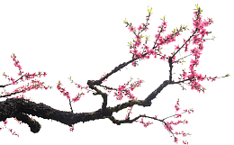 一支粉色桃花
