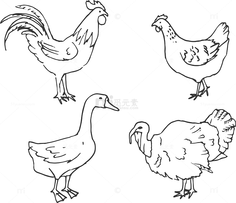 手绘线描鸡鸭鹅
