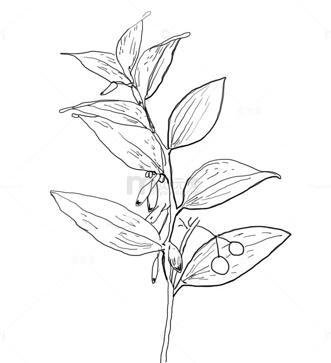 植物线稿手绘中药植物1111
