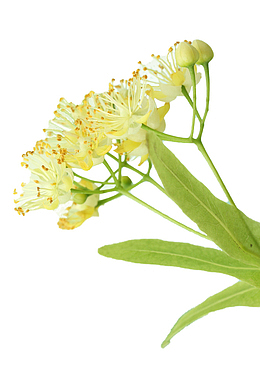 花园里的椴树花