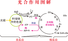 光合作用图解