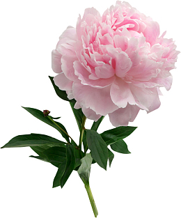 芍药花粉色花