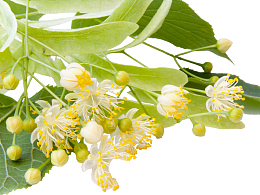 一大束椴树花