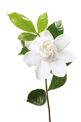 白色 栀子花 免扣