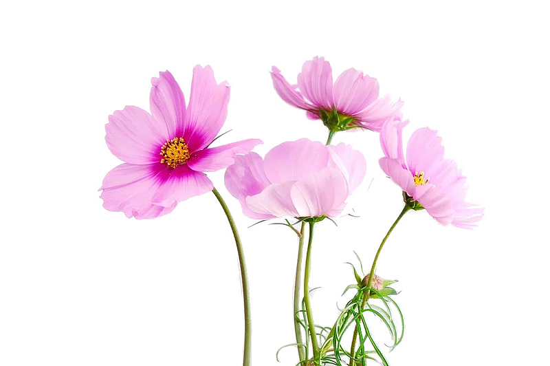 自然粉色的鲜花