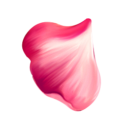 粉红色散落玫瑰花瓣