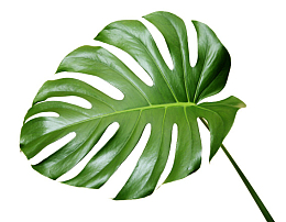 一大片叶子 叶子 植物
