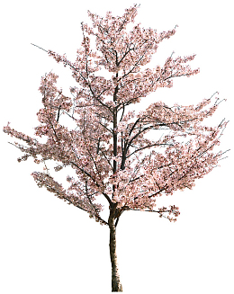樱花树PNG.