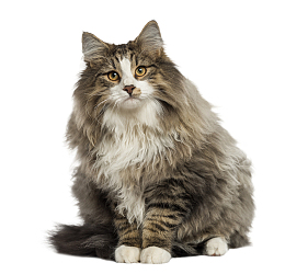 长毛小猫咪一只