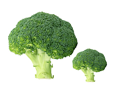 两个西蓝花元素