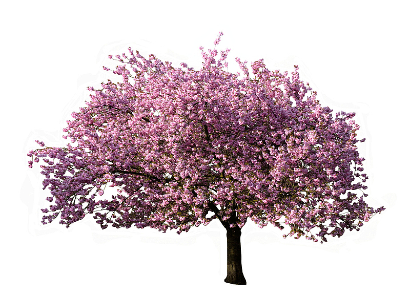 粉色花花的树