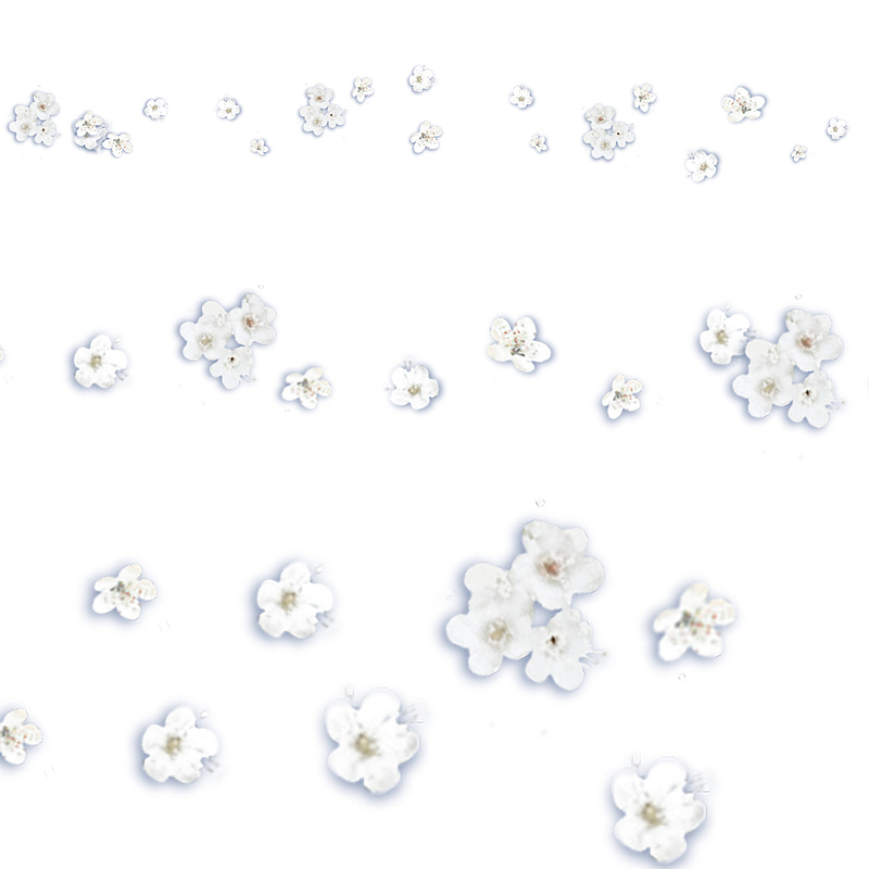 白色花朵免抠