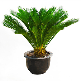 铁树盆栽绿植室外室内