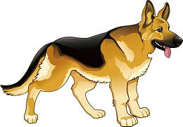 服从命令的军人猎犬