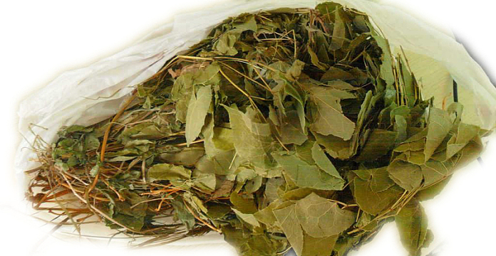 甘肃地产中药淫羊藿