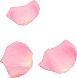 粉色散落花瓣