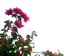 鲜花 花卉 图案 花朵