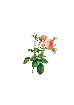 手绘花朵鲜花素材