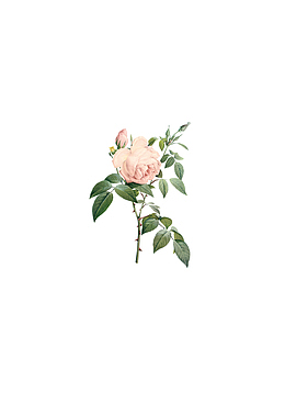 手绘花朵鲜花单支