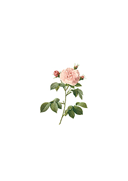 花朵玫瑰手绘鲜花