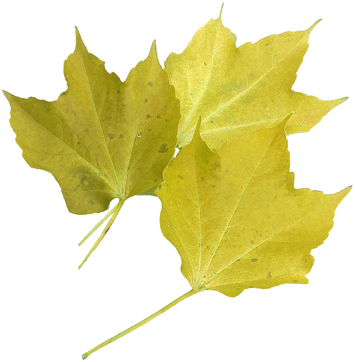 三片黄色叶片组合的落叶