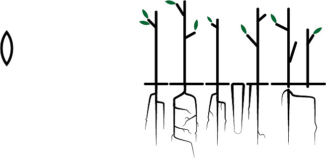 植树节创意字体设计