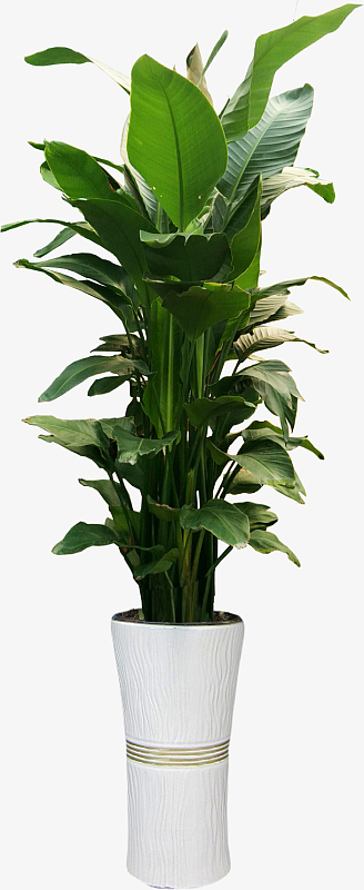 盆图素材_盆图图片元素-觅元素